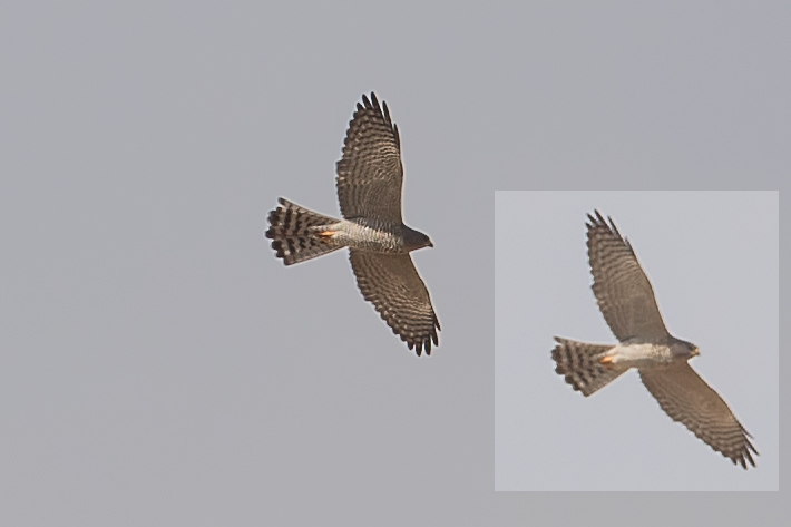 Levant Sparrowhawk